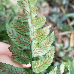 Diplazium mettenianum