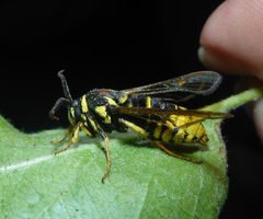 Paranthrene simulans