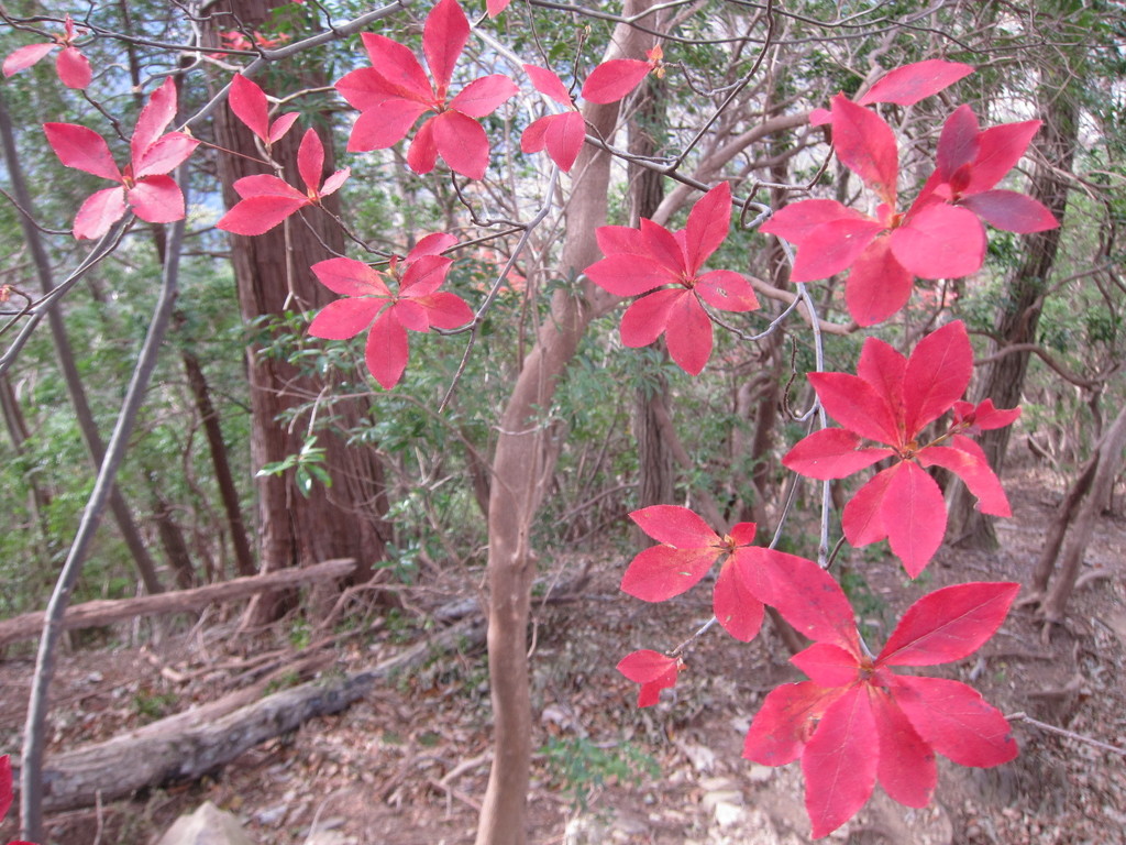 Đỗ quyên chuông – Enkianthus perulatus