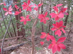 Enkianthus perulatus
