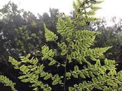 Diplazium kawakamii
