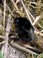 Bombus lapidarius