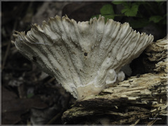 Cymatoderma caperatum