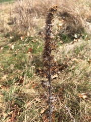 Omalotheca sylvatica