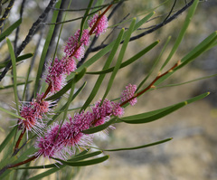 Hakea multilineata