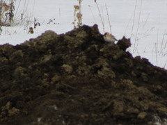 Montifringilla davidiana