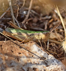 Chorthippus dichrous