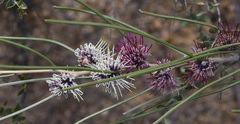 Hakea scoparia