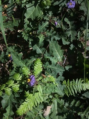 Solanum pungetium