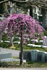 Cercis canadensis