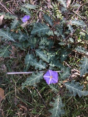 Solanum pungetium