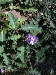 Solanum pungetium