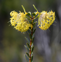 Pimelea sulphurea