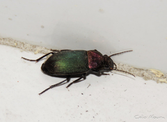 Neoaulacoryssus speciosus