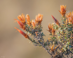 Chuquiraga spinosa