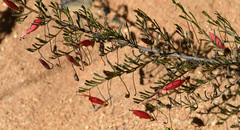 Eremophila decipiens