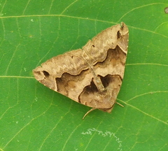 Bastilla simillima