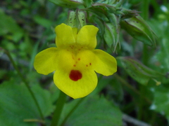 Erythranthe nasuta