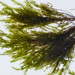 Willowmosses - Photo (c) John Game, some rights reserved (CC BY)