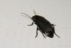 Neoaulacoryssus