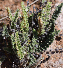 Cheilanthes lasiophylla