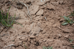 Phrynocephalus persicus persicus