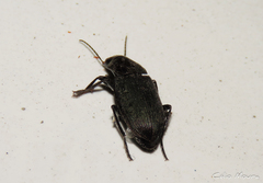 Neoaulacoryssus
