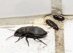 Neoaulacoryssus