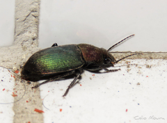 Neoaulacoryssus speciosus