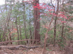 Enkianthus perulatus