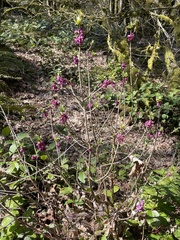 Daphne mezereum