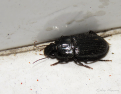Neoaulacoryssus