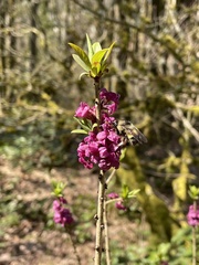 Daphne mezereum