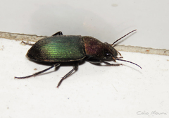 Neoaulacoryssus speciosus