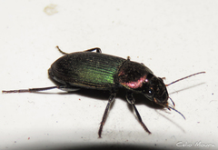 Neoaulacoryssus speciosus