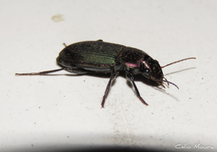Neoaulacoryssus speciosus