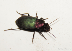 Neoaulacoryssus speciosus