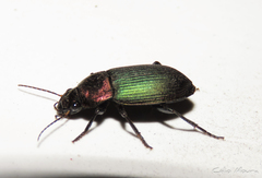 Neoaulacoryssus speciosus