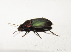 Neoaulacoryssus speciosus