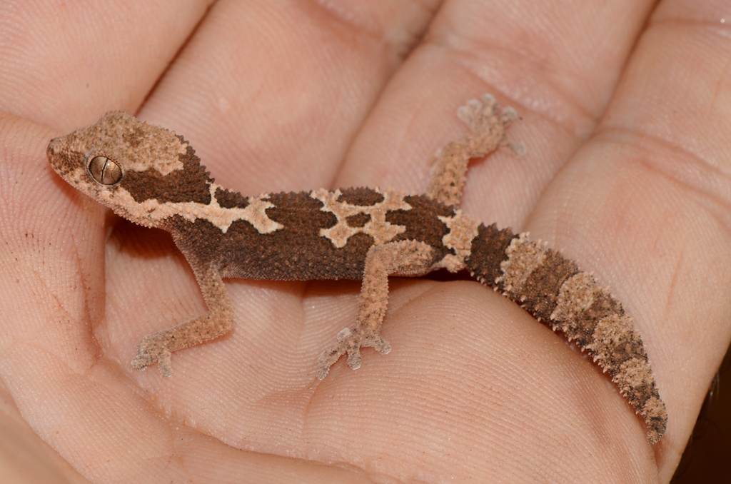 Common Rough Gecko