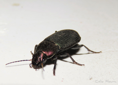 Neoaulacoryssus speciosus