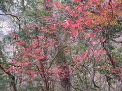 Enkianthus perulatus