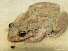 Scinax x-signatus