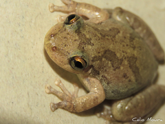 Scinax x-signatus