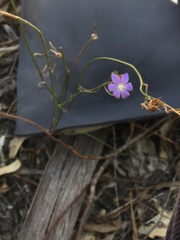Wahlenbergia capillaris