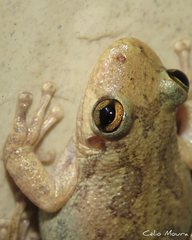 Scinax x-signatus