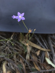 Wahlenbergia capillaris