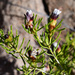 Drummondita longifolia - Photo (c) Chris Clarke, alguns direitos reservados (CC BY-NC), uploaded by Chris Clarke
