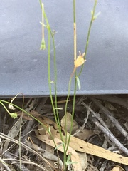 Wahlenbergia capillaris
