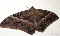 Ascalapha odorata